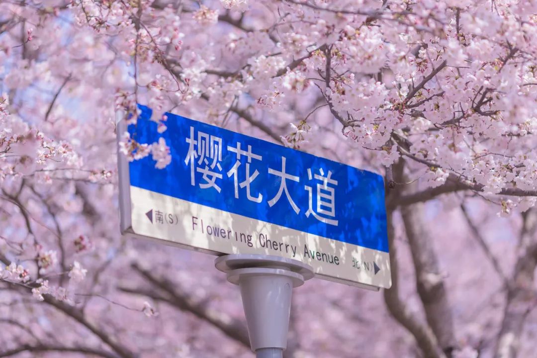 忽然，想去青岛了(图50)