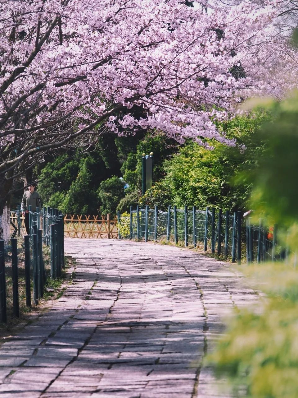 忽然，想去青岛了(图52)