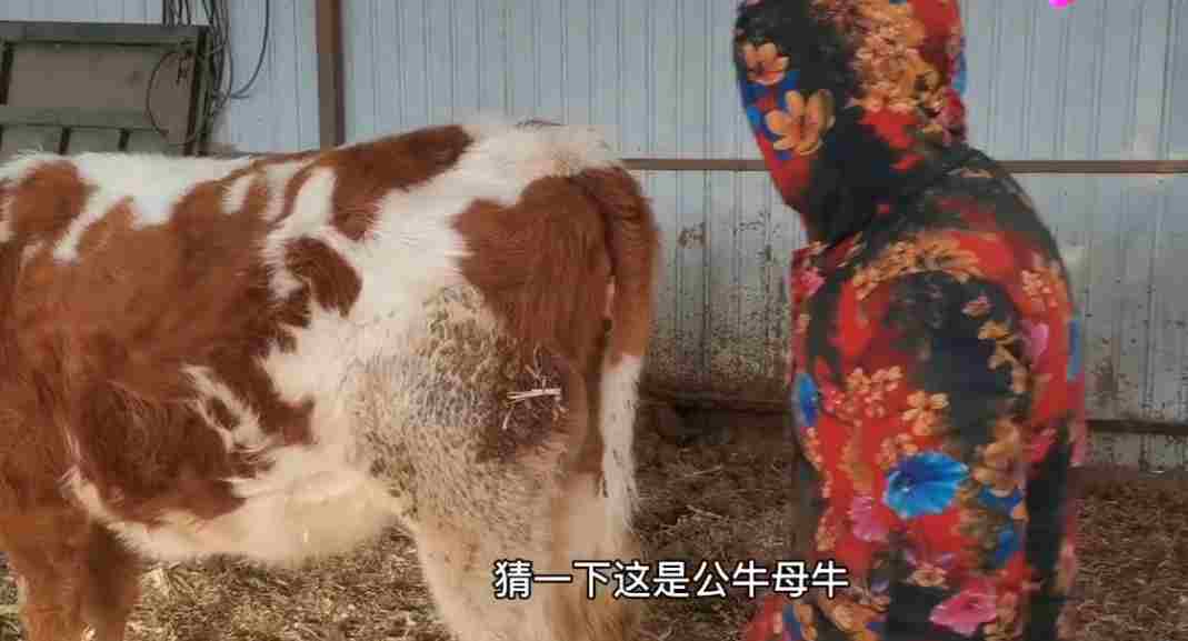 小母牛坐灯泡什么意思？_与歇后语“小母牛坐飞机”堪称经典